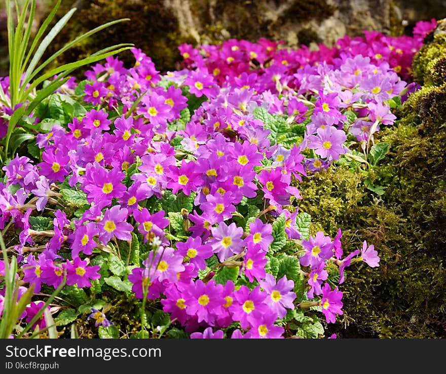 Flower, Plant, Flora, Flowering Plant