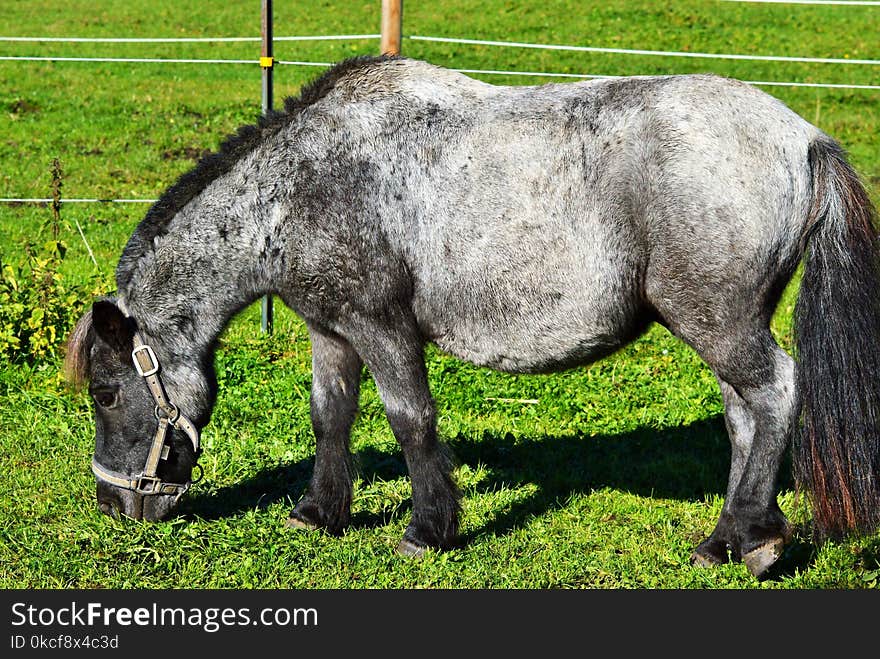 Horse, Pasture, Horse Like Mammal, Grass