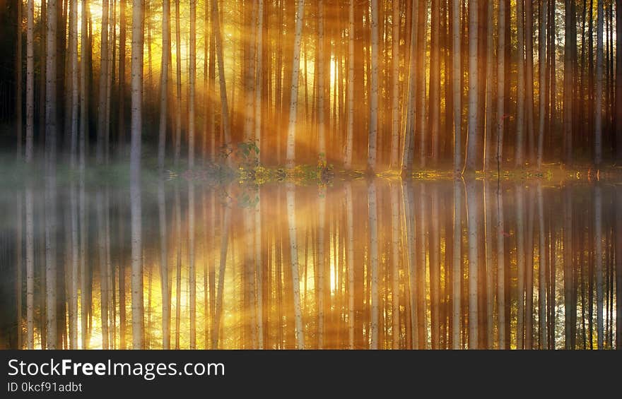 Reflection, Water, Nature, Light