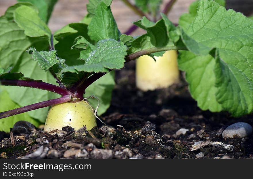 Leaf, Plant, Vegetable, Produce