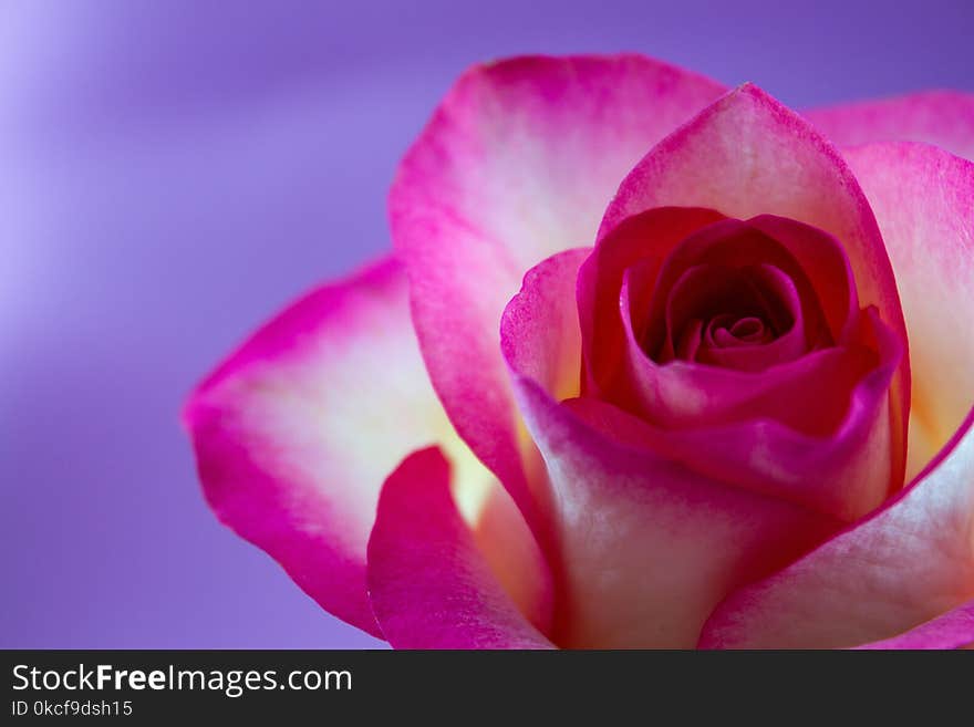 Flower, Pink, Rose Family, Rose