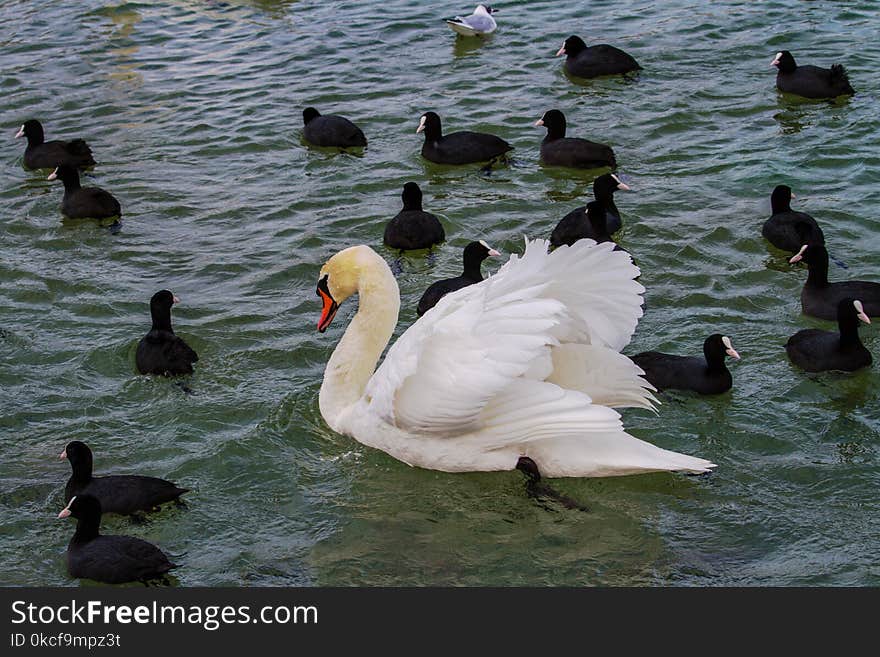 Bird, Water, Water Bird, Duck