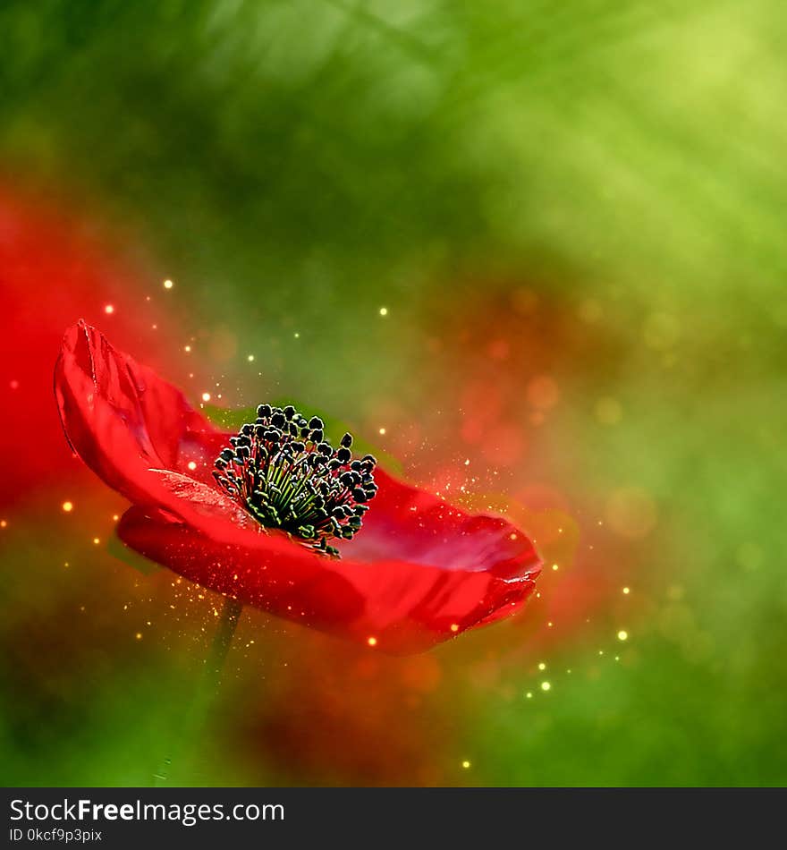 Green, Flower, Macro Photography, Water