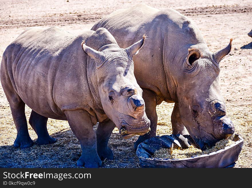 Rhinoceros, Mammal, Fauna, Wildlife