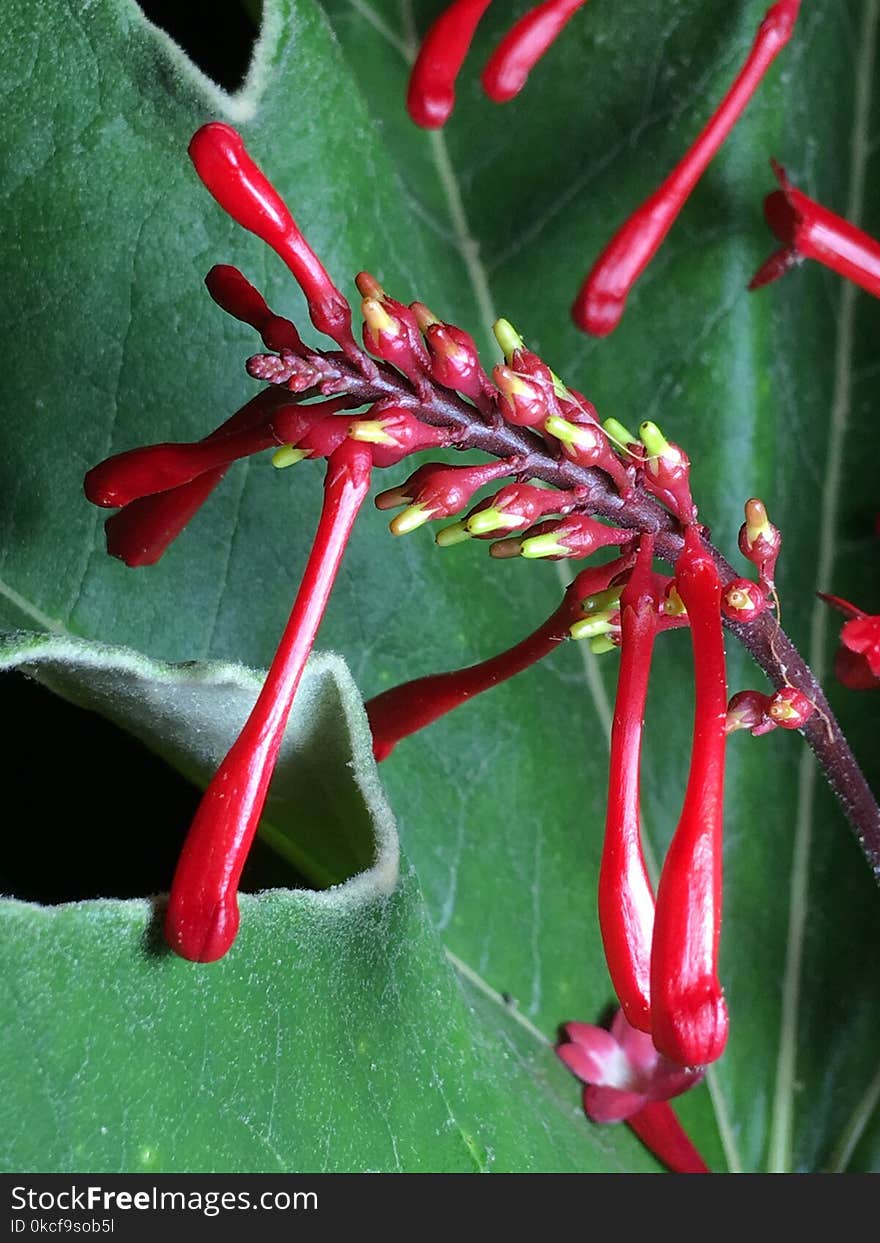 Flora, Plant, Close Up, Flower