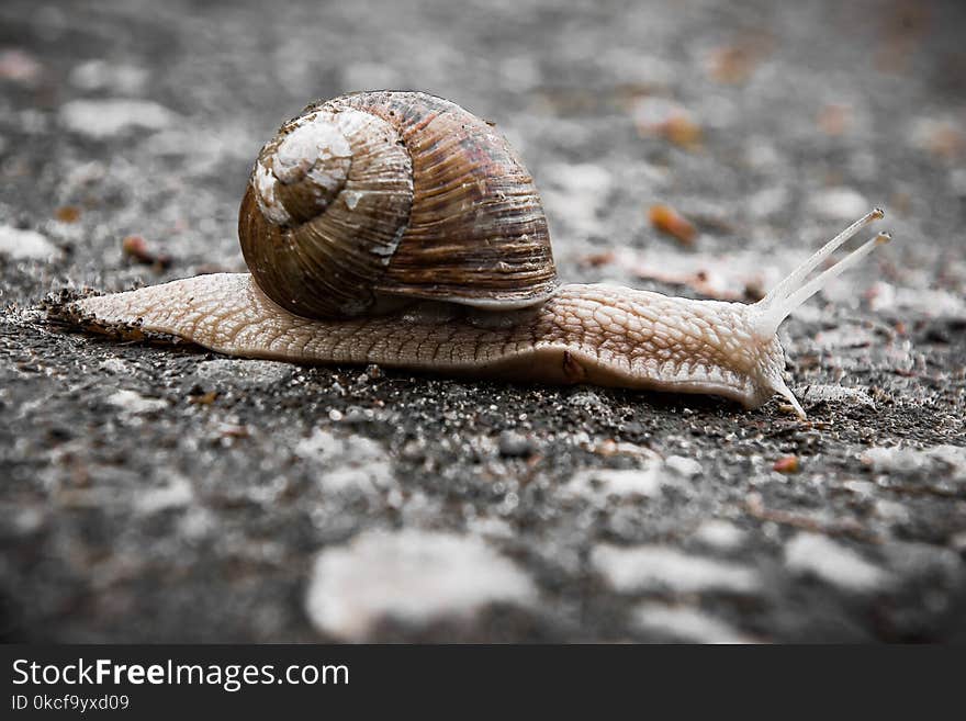 Snails And Slugs, Snail, Molluscs, Terrestrial Animal