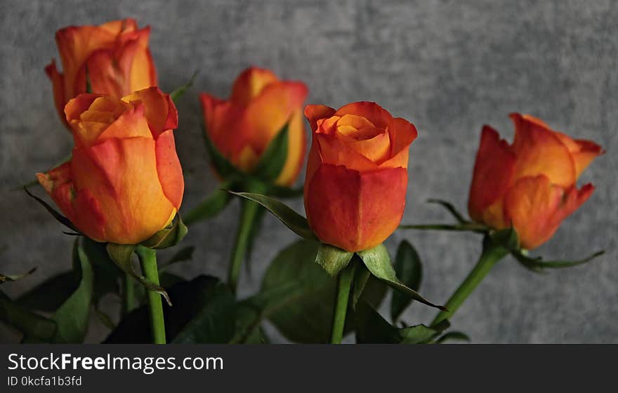 Flower, Plant, Rose Family, Flowering Plant