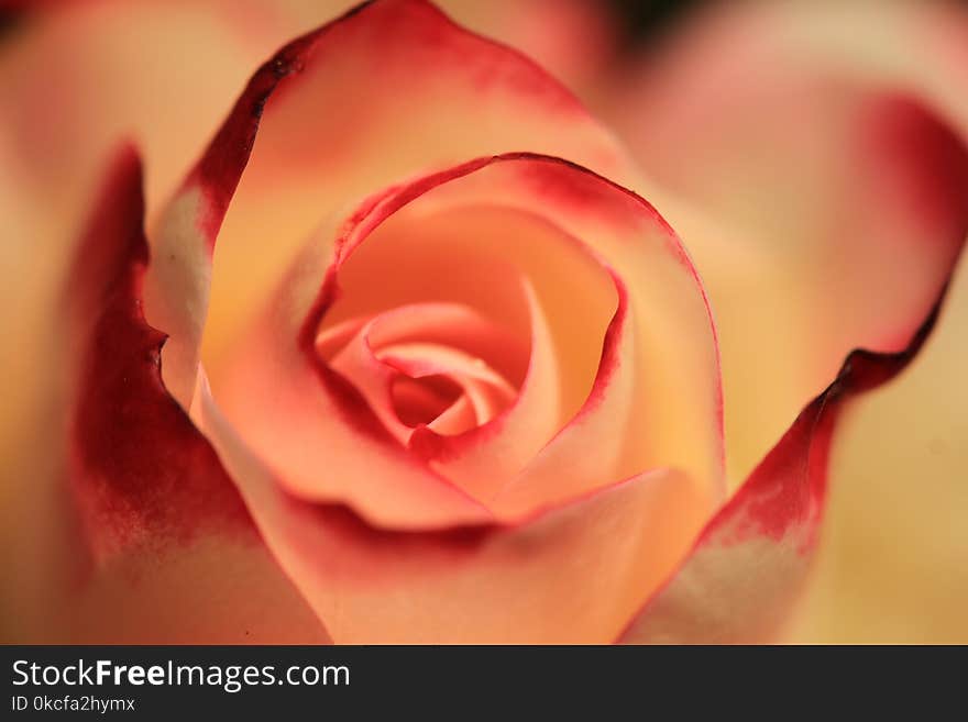 Flower, Pink, Red, Garden Roses