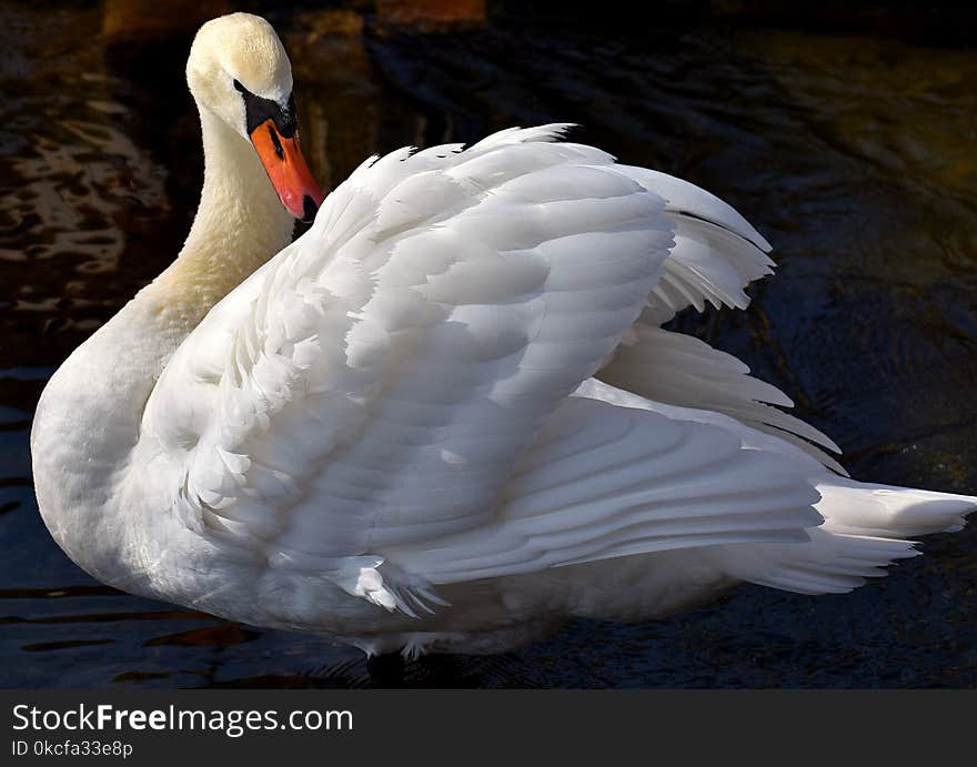 Swan, Bird, Water Bird, Ducks Geese And Swans