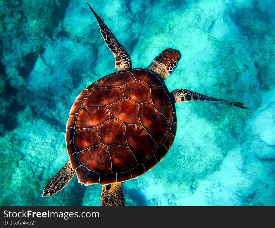 Sea Turtle, Turtle, Marine Biology, Loggerhead