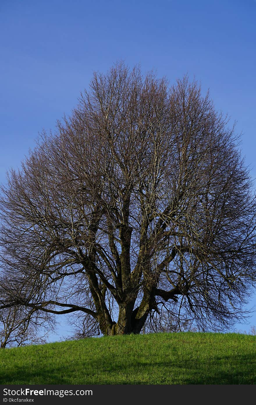 Tree, Sky, Woody Plant, Branch