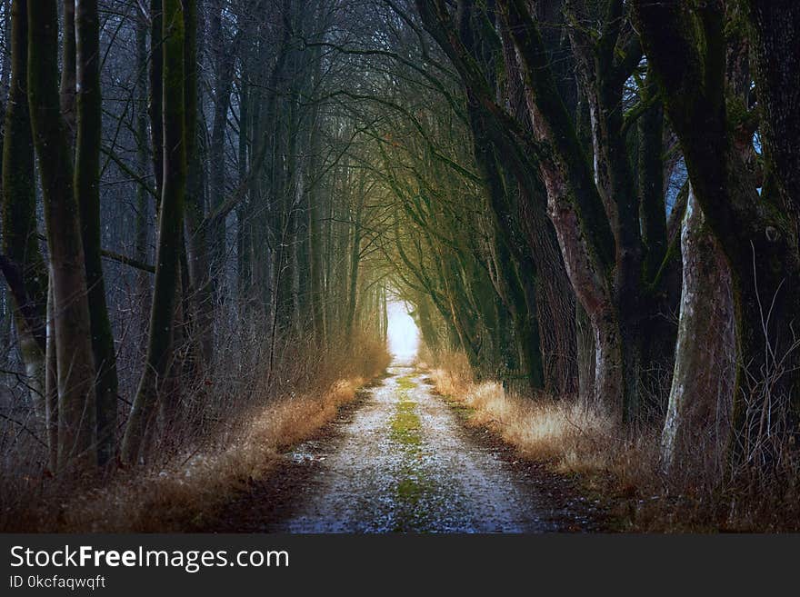 Nature, Tree, Forest, Path