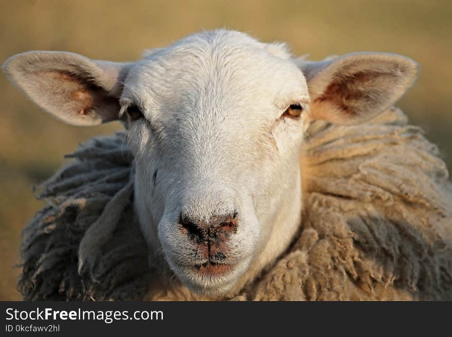 Sheep, Cow Goat Family, Horn, Snout