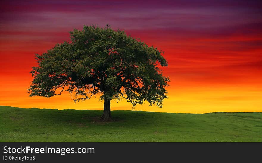 Sky, Nature, Tree, Woody Plant