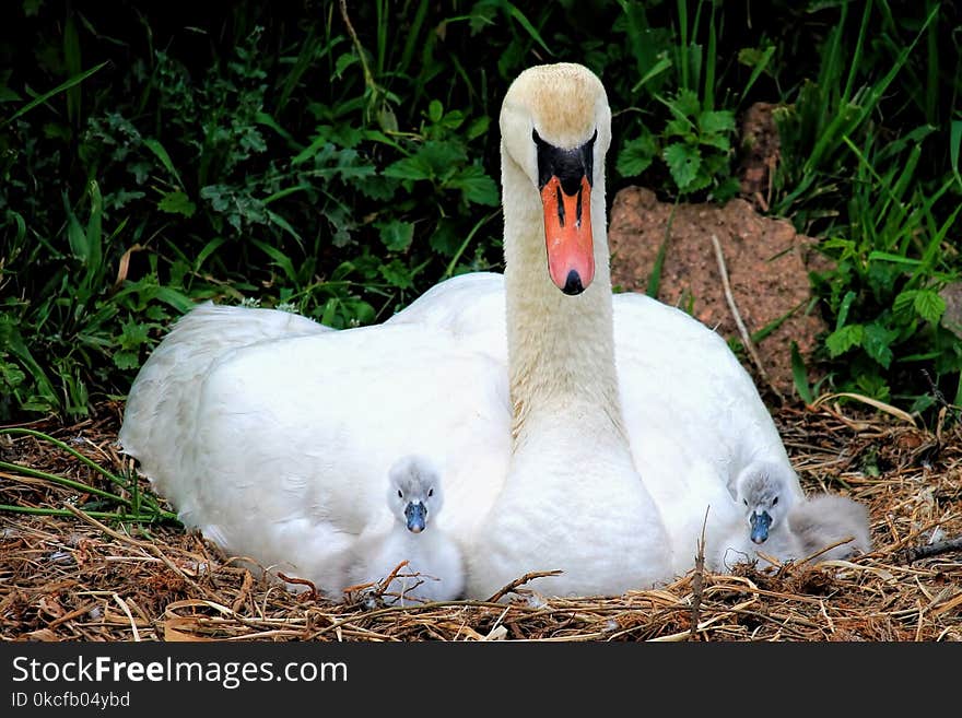 Bird, Fauna, Beak, Water Bird