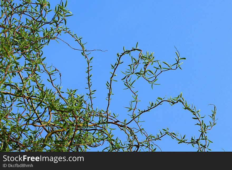 Branch, Tree, Sky, Leaf