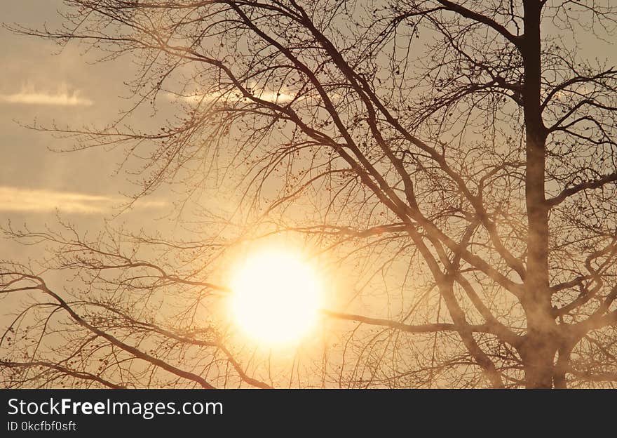 Sky, Branch, Tree, Sun