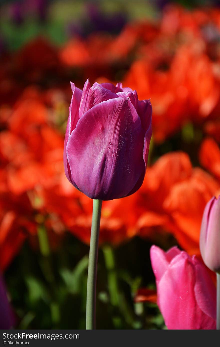 Flower, Tulip, Flowering Plant, Petal