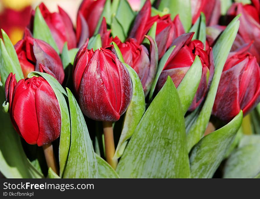 Flower, Plant, Flowering Plant, Tulip