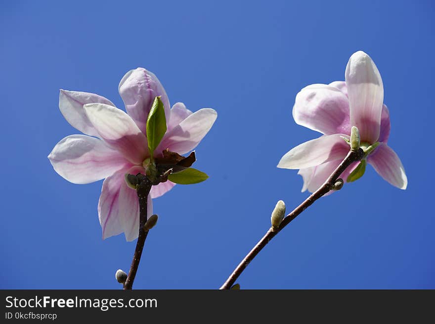 Flower, Blossom, Flowering Plant, Plant