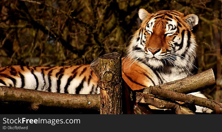 Tiger, Wildlife, Mammal, Terrestrial Animal