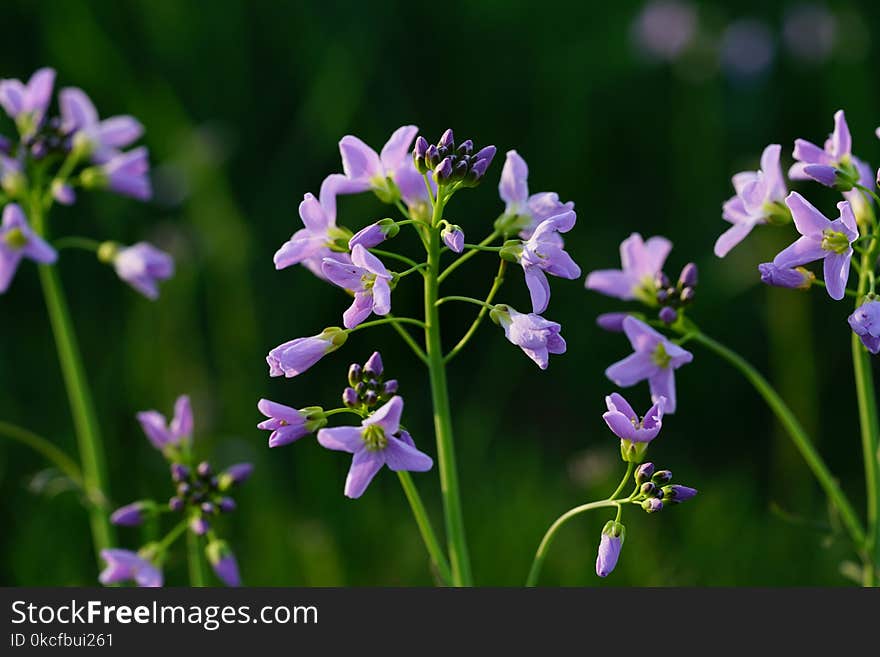 Flower, Plant, Flora, Purple