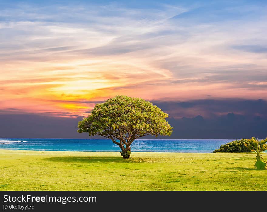 Sky, Nature, Tree, Morning