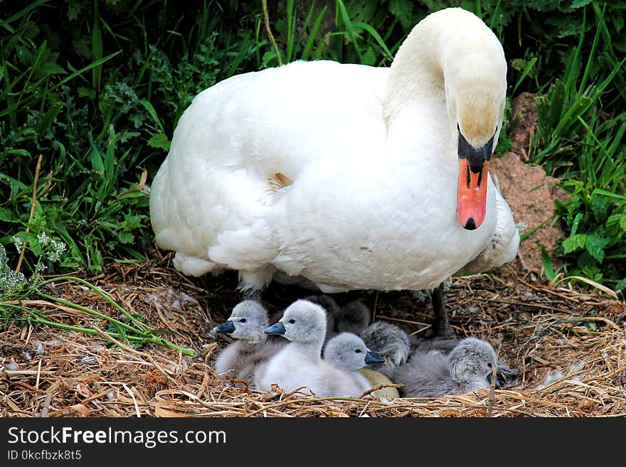 Bird, Water Bird, Ducks Geese And Swans, Fauna