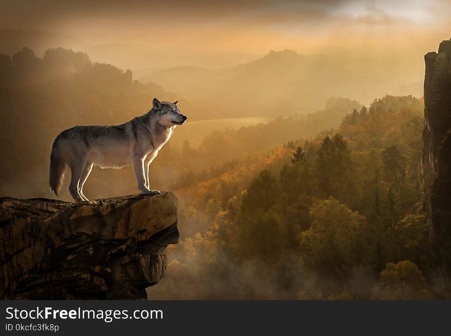 Wildlife, Atmosphere, Sky, Wolf