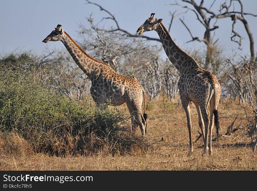 Giraffe, Terrestrial Animal, Wildlife, Grassland