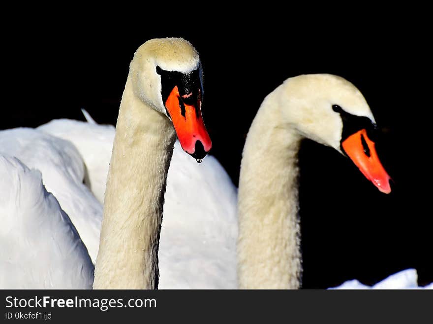 Swan, Beak, Water Bird, Bird