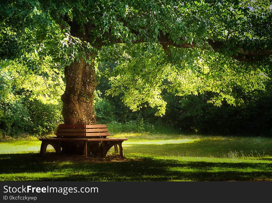 Nature, Tree, Green, Vegetation