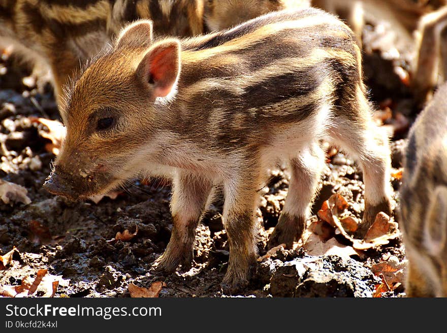 Pig Like Mammal, Pig, Fauna, Mammal