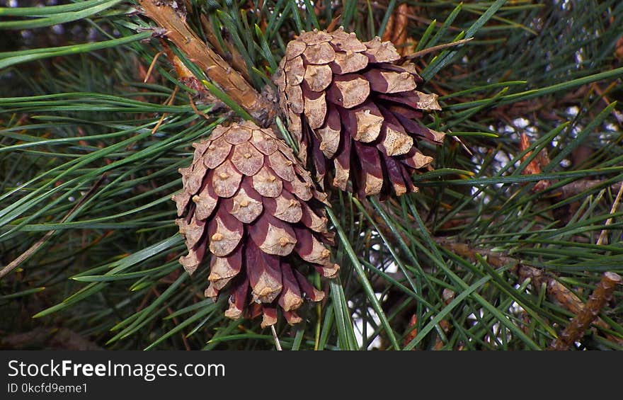 Conifer Cone, Pine Nut, Pine Family, Plant