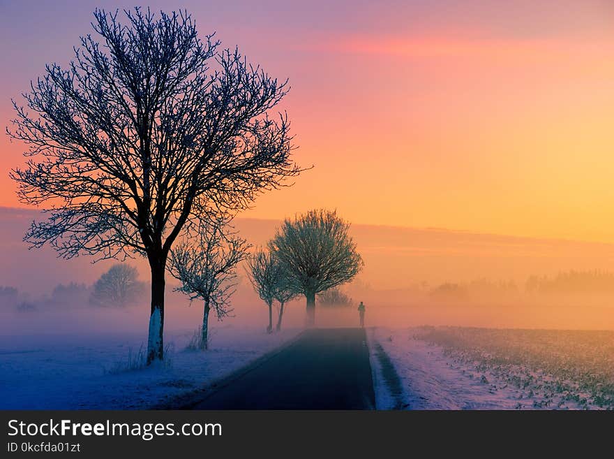 Sky, Dawn, Sunrise, Tree