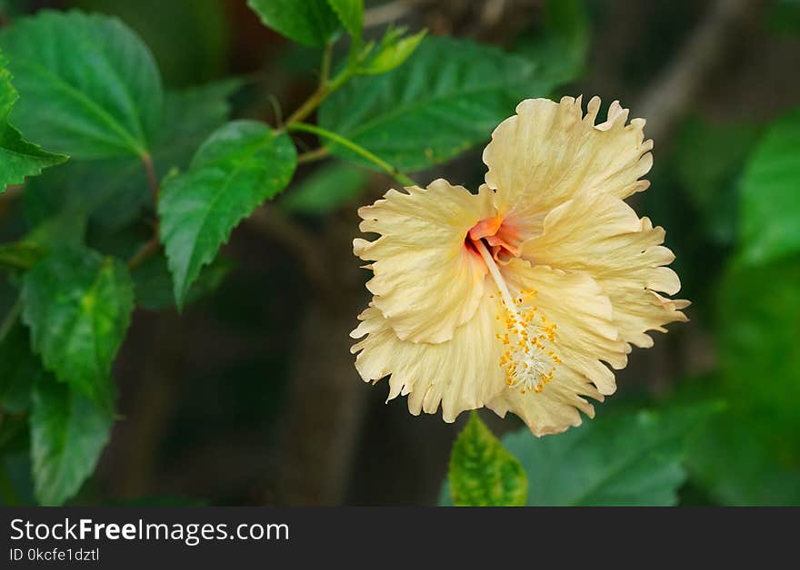 Flower, Flowering Plant, Hibiscus, Plant