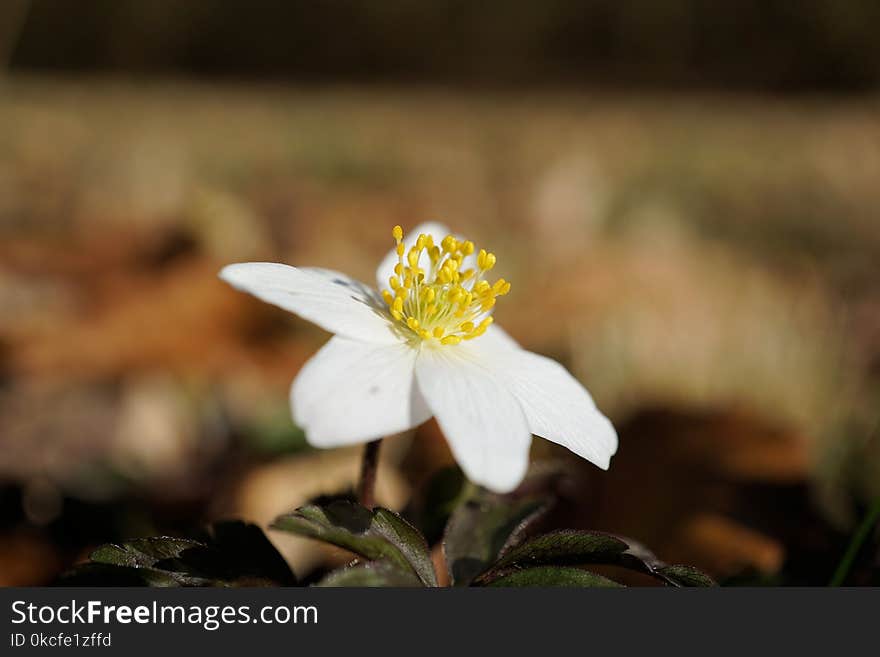 Flower, Flora, Plant, Spring