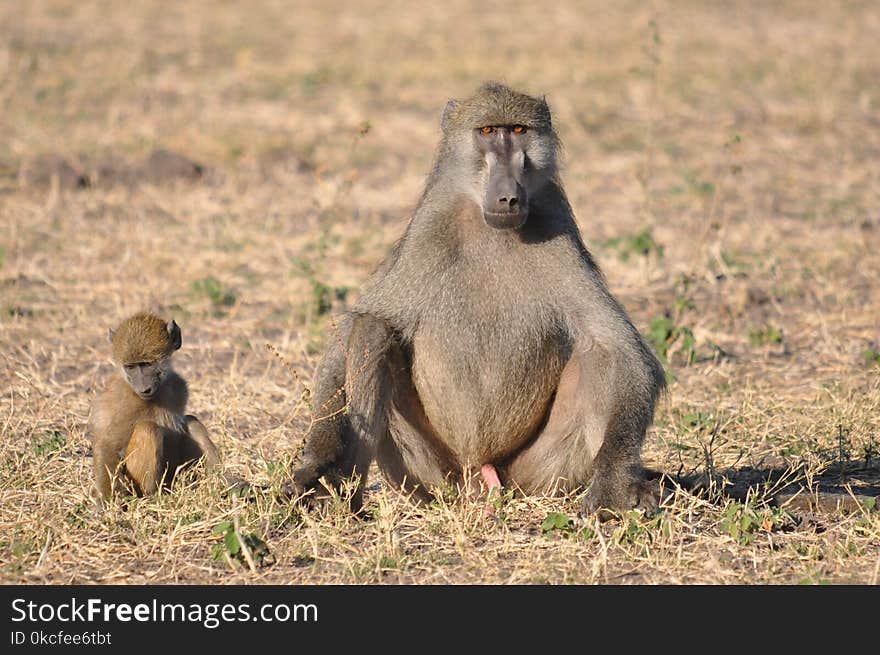 Fauna, Mammal, Wildlife, Baboon