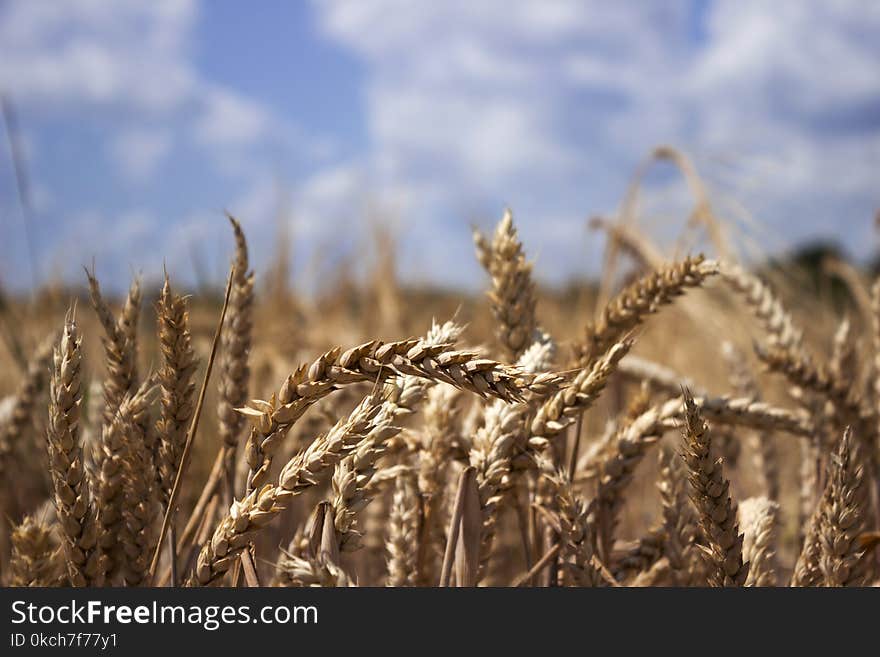 Ripe wheat field against a blue sky, Sunny summer day. Spikes of rye. Nature