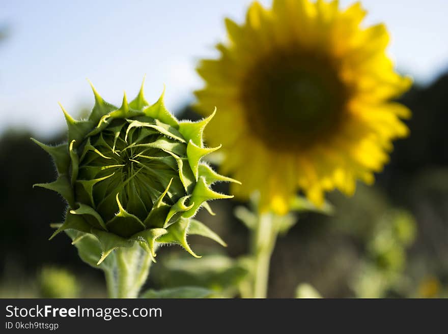 Two sunflowers in a field on a background of trees. Flowering sunflower closed sunflower with multiple petals