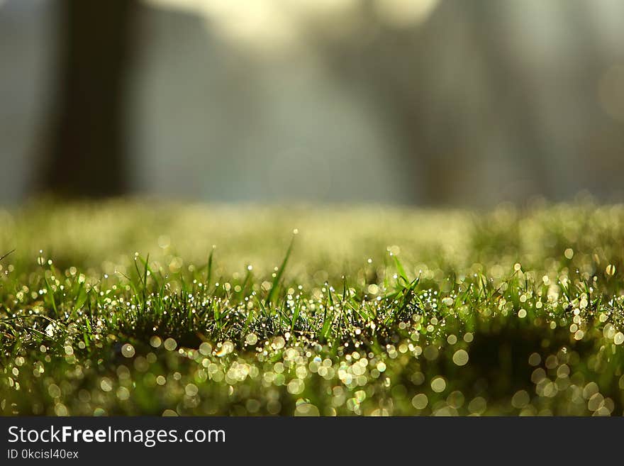 Morning dew in the sun on thin leaves of green grass.