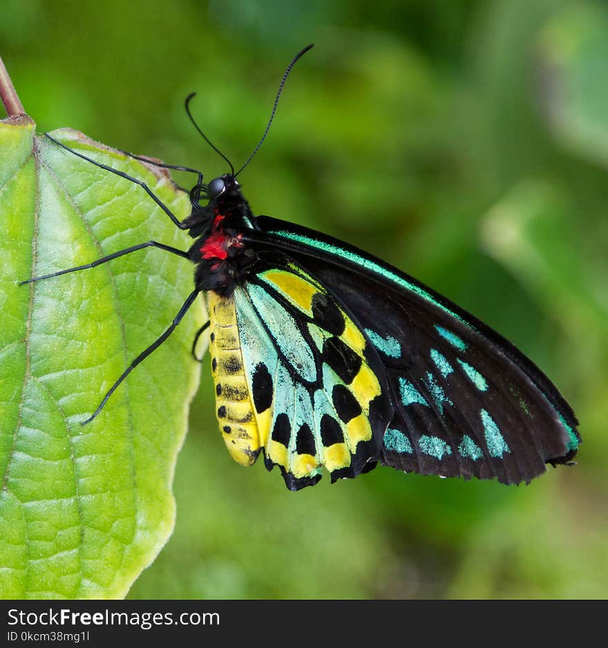 The Tucson Botanical Gardens has a butterfly room where you can walk in and be with the butterflies. The Tucson Botanical Gardens has a butterfly room where you can walk in and be with the butterflies.