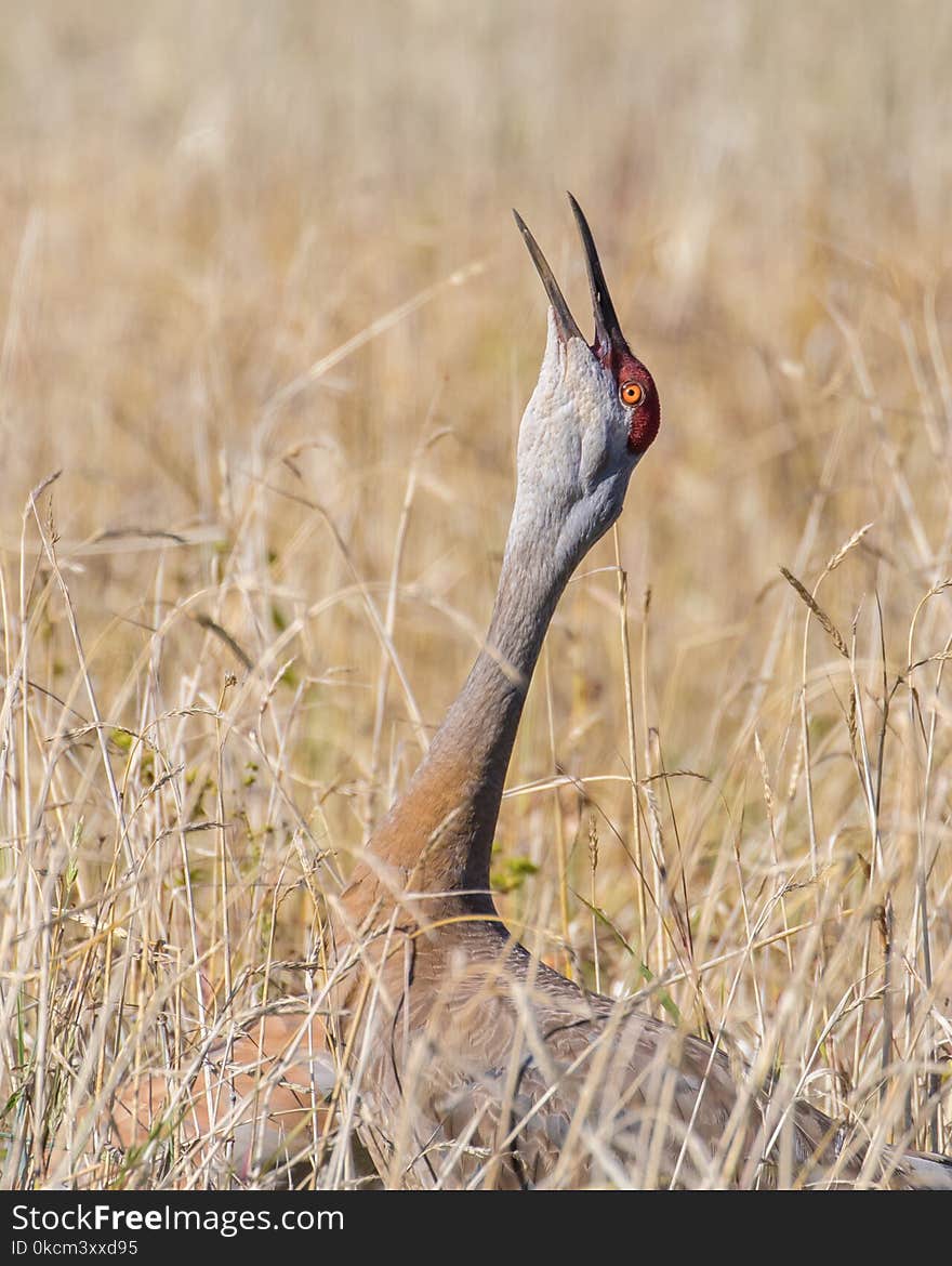 Sandhill Crane