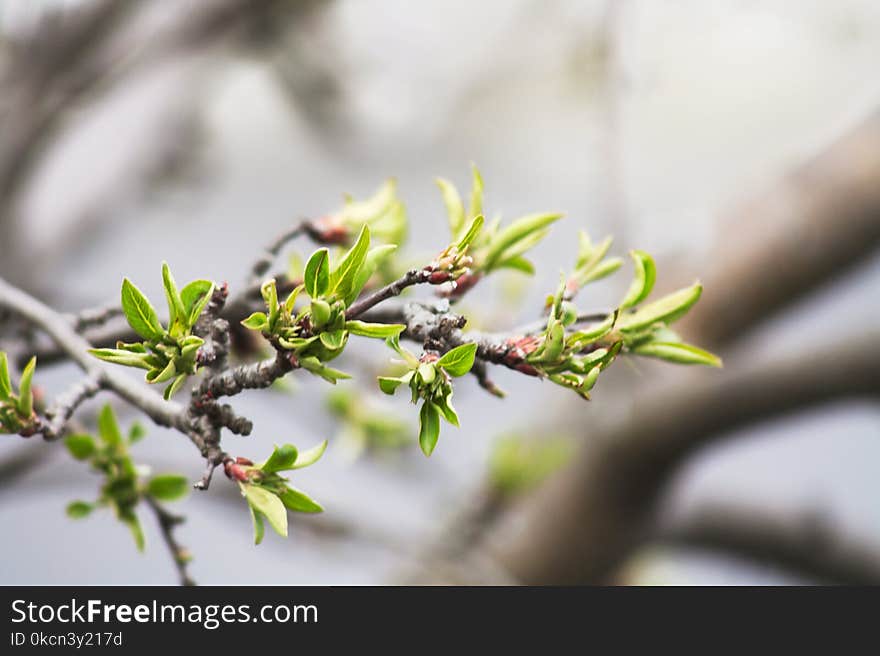 Shallow Focus Photography of Green Leaves