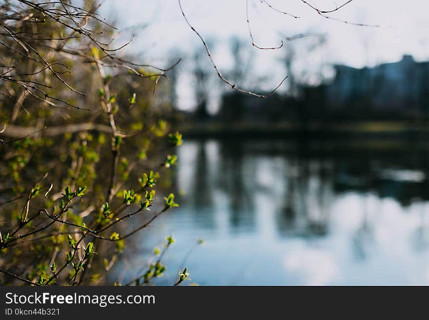 Green Leaf Tree Near Lake