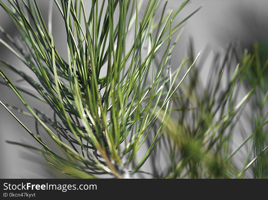 Selective Focus Photography of Linear Leaf Plant