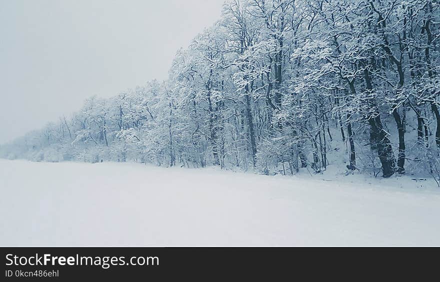 Snow Covered Tree