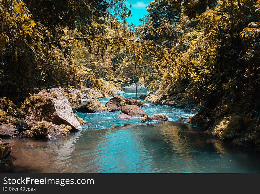 Body of Water in the Middle of Forest