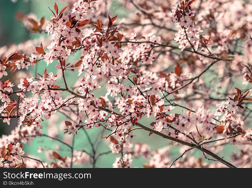 Shallow Focus Photography of Pink Flowers