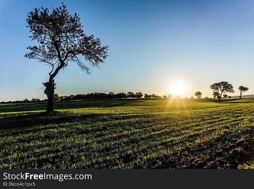 Solitary Tree on Field at Sunrise